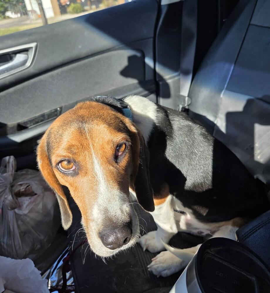 Nate, a Adoptable Beagle in Peoria, IL image 4/6