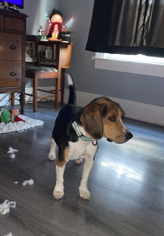 Nate, a Adoptable Beagle in Peoria, IL image 5/6