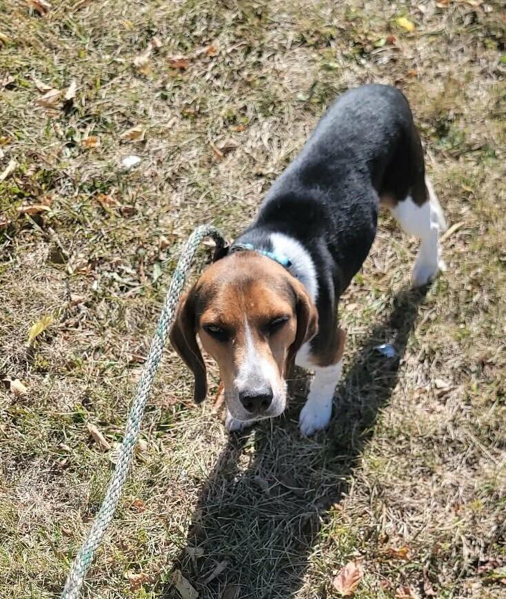 Nate, a Adoptable Beagle in Peoria, IL image 6/6