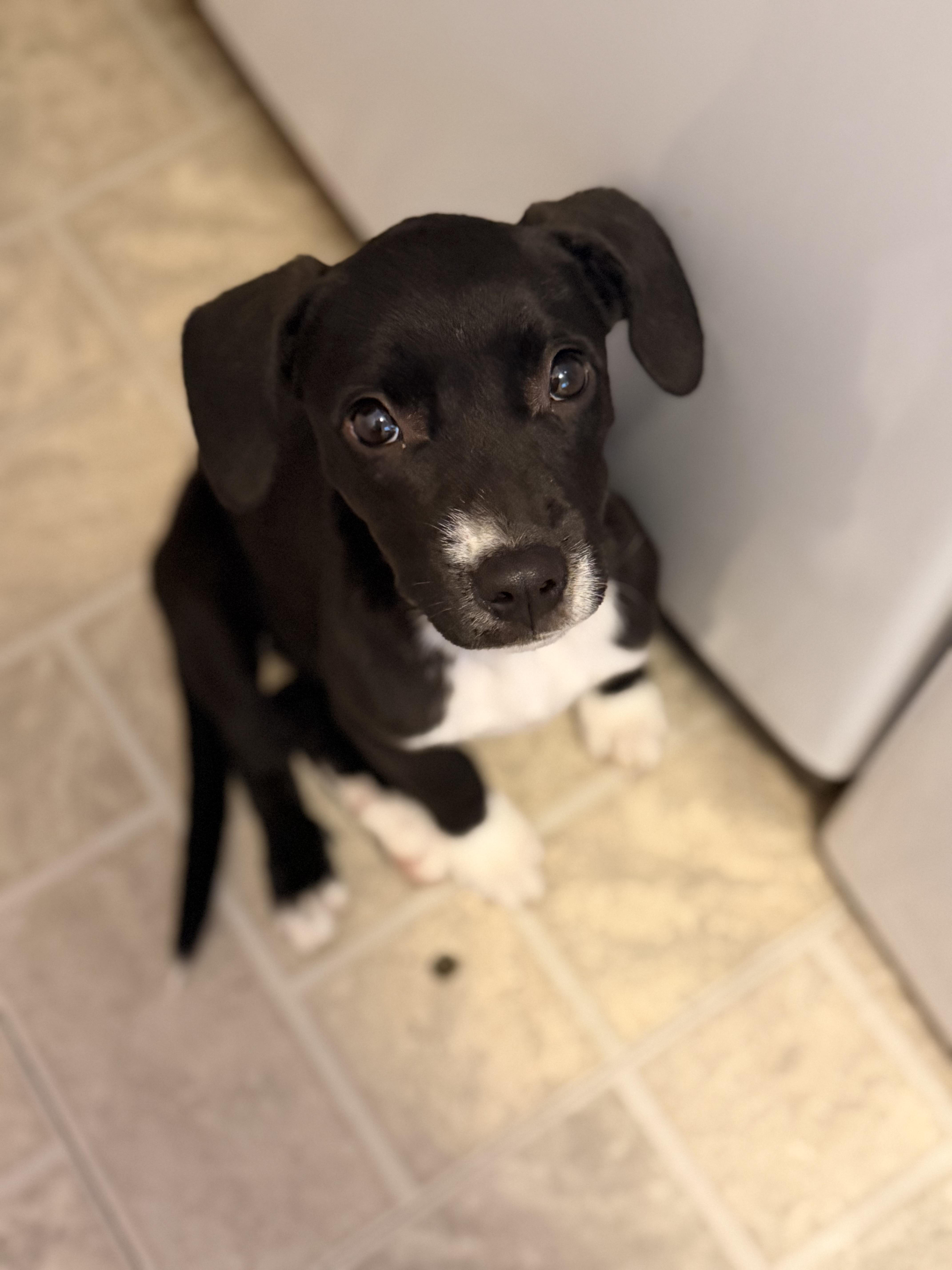 Dottie, Adoptable, Puppy Female Labrador Retriever.