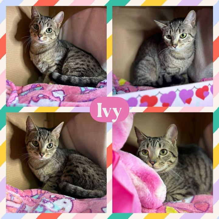 Enlarge Ivy, a Adoptable mixed breed in Huntington, WV image 1/1