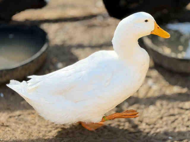 Enlarge BOGART, a Adoptable Duck in Bonita, CA image 1/1