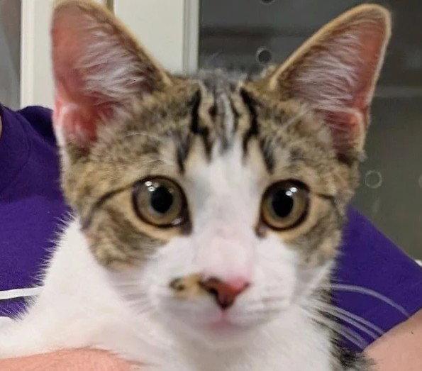 Rogue 10.1.25, Adoptable, Young Male Domestic Short Hair.