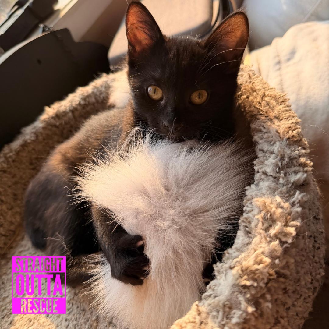 Enlarge Pebble, a Adopted Domestic Short Hair in Vancouver, BC image 3/6