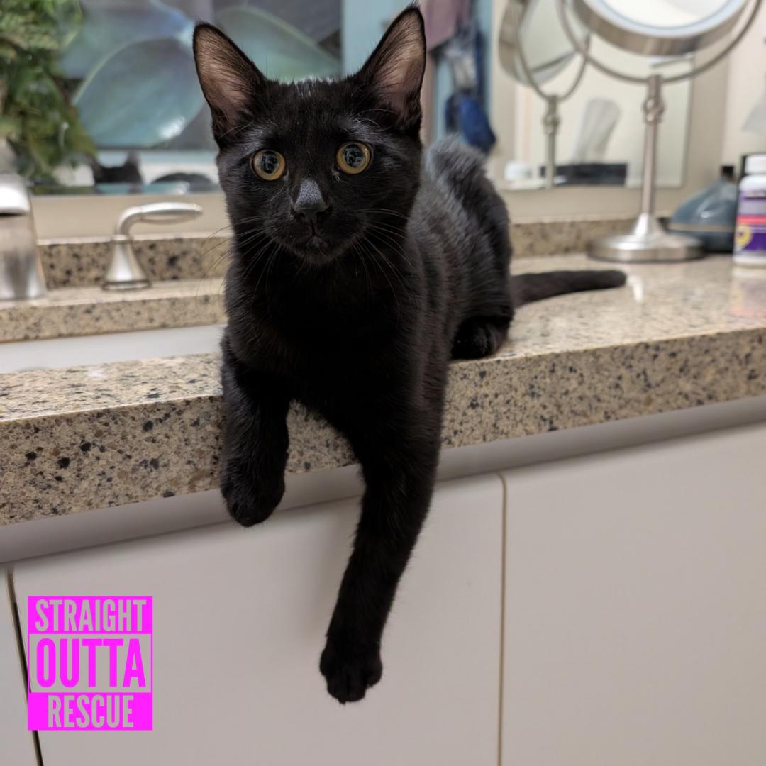 Enlarge Pebble, a Adopted Domestic Short Hair in Vancouver, BC image 1/6