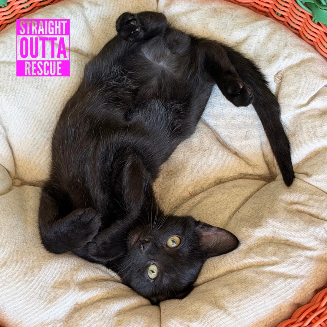 Enlarge Pebble, a Adopted Domestic Short Hair in Vancouver, BC image 4/6