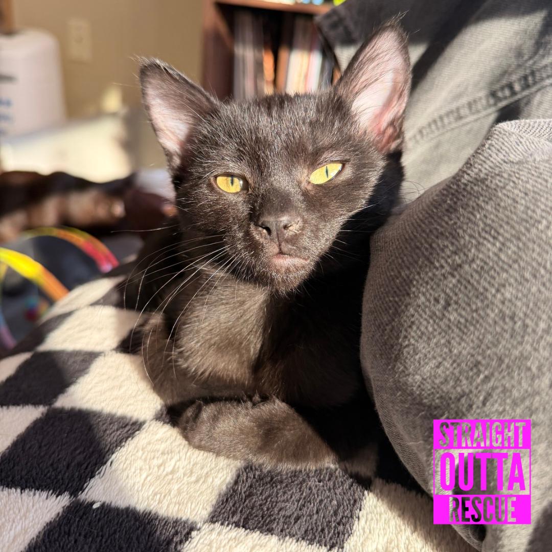 Enlarge Pebble, a Adopted Domestic Short Hair in Vancouver, BC image 2/6