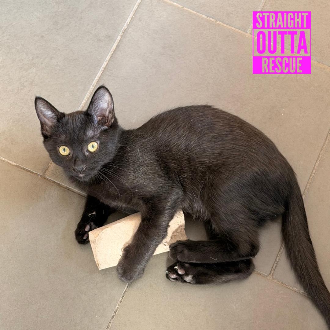 Enlarge Pebble, a Adopted Domestic Short Hair in Vancouver, BC image 5/6