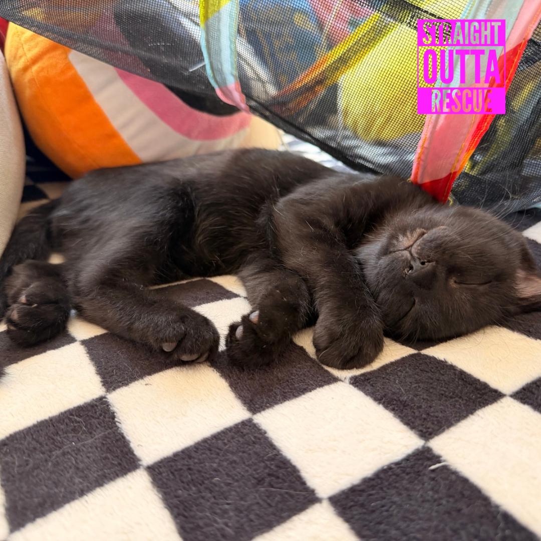 Enlarge Pebble, a Adopted Domestic Short Hair in Vancouver, BC image 6/6