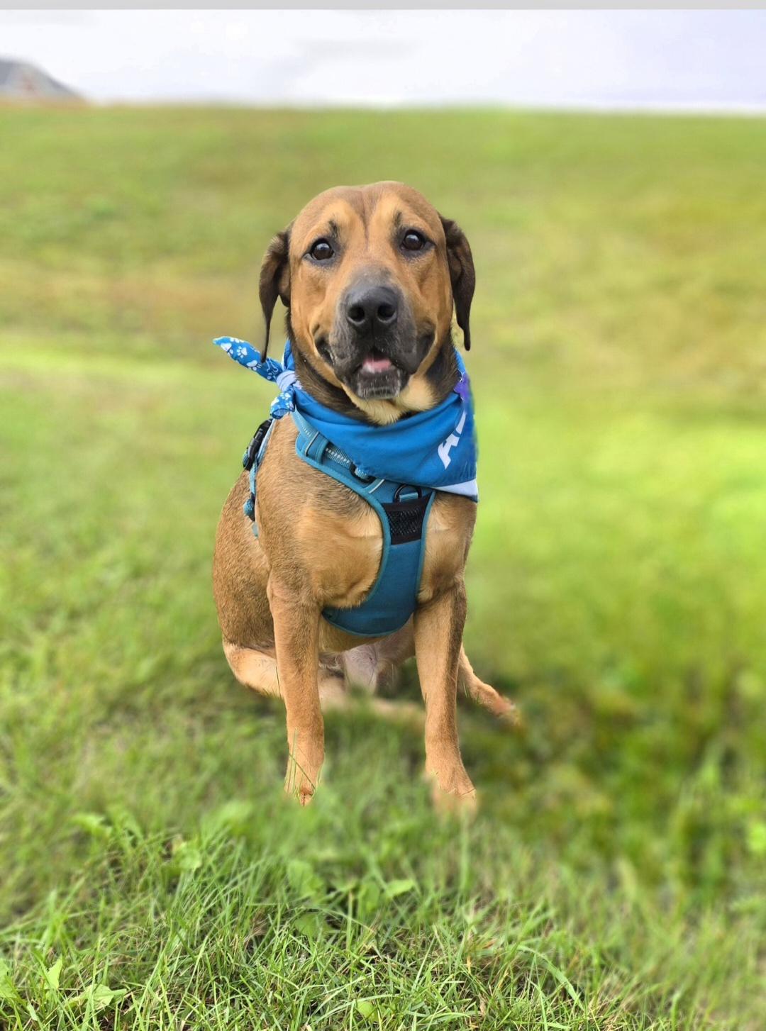 Enlarge Jasper, a Adoptable mixed breed in Jamestown, ND image 2/4