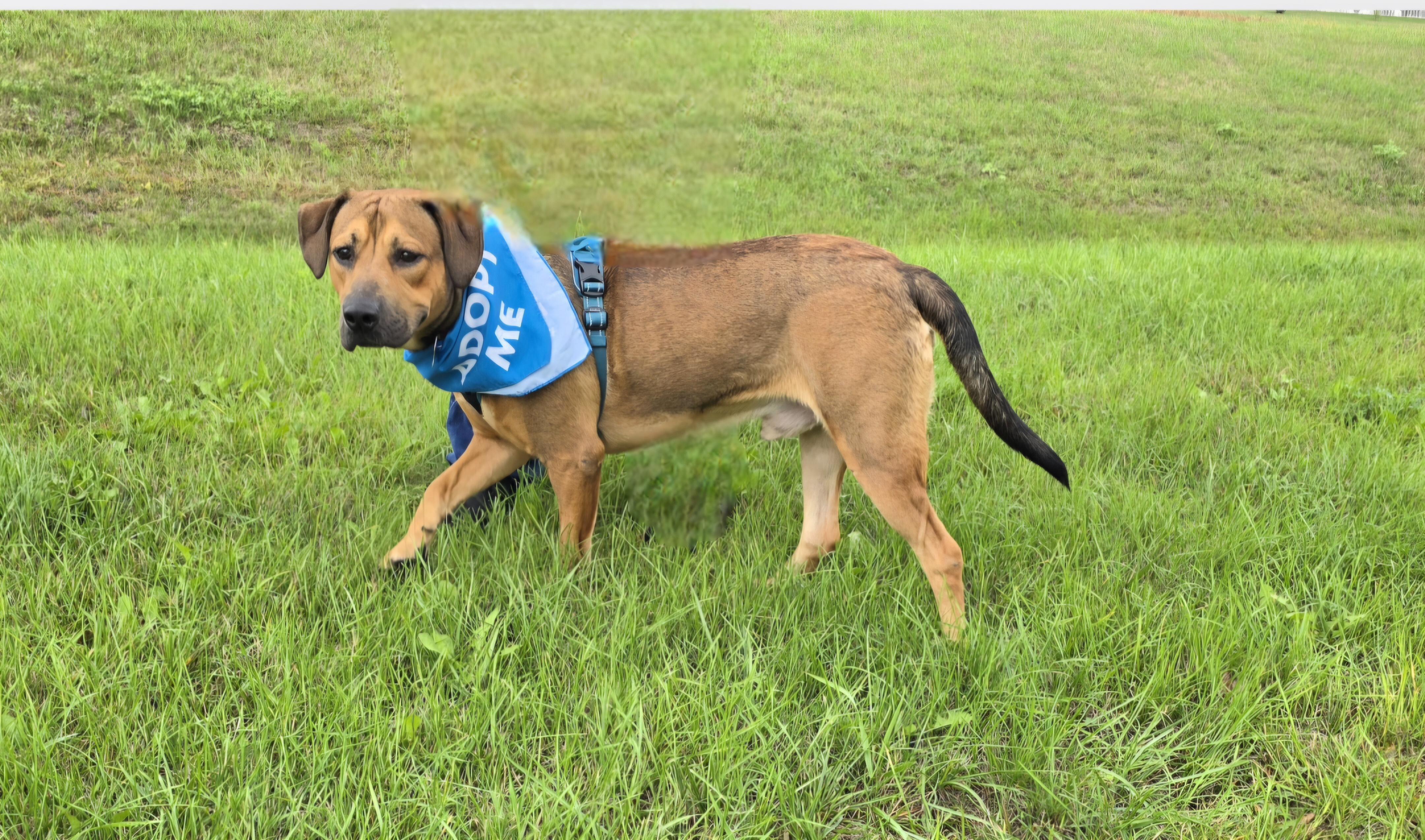 Enlarge Jasper, a Adoptable mixed breed in Jamestown, ND image 3/4