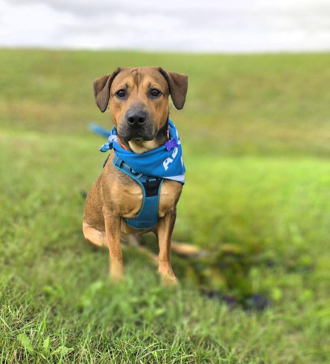 Enlarge Jasper, a Adoptable mixed breed in Jamestown, ND image 1/4