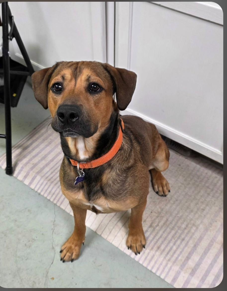 Jasper, Adoptable, Adult Male Hound.