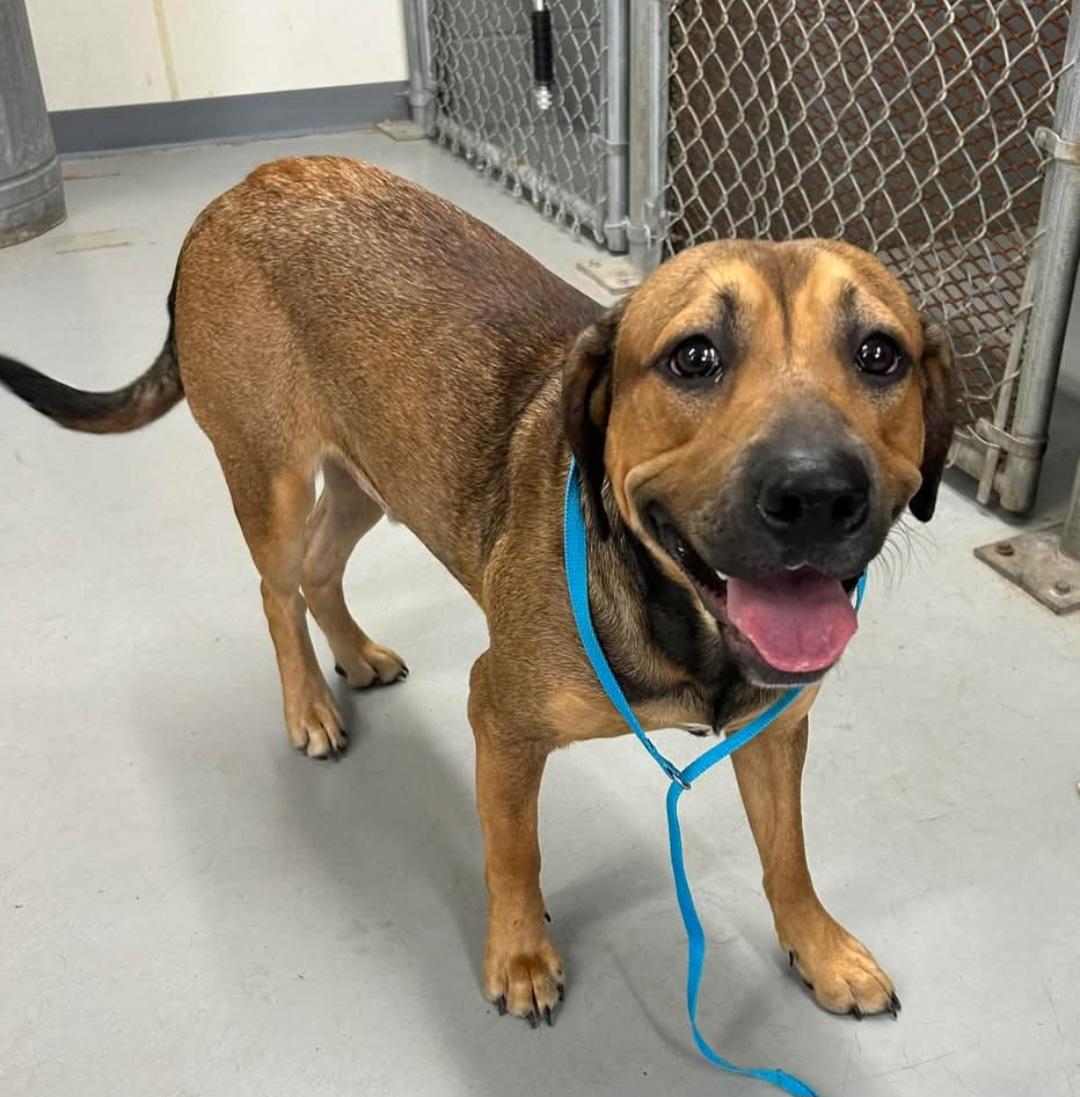 Enlarge Jasper, a Adoptable mixed breed in Jamestown, ND image 4/4
