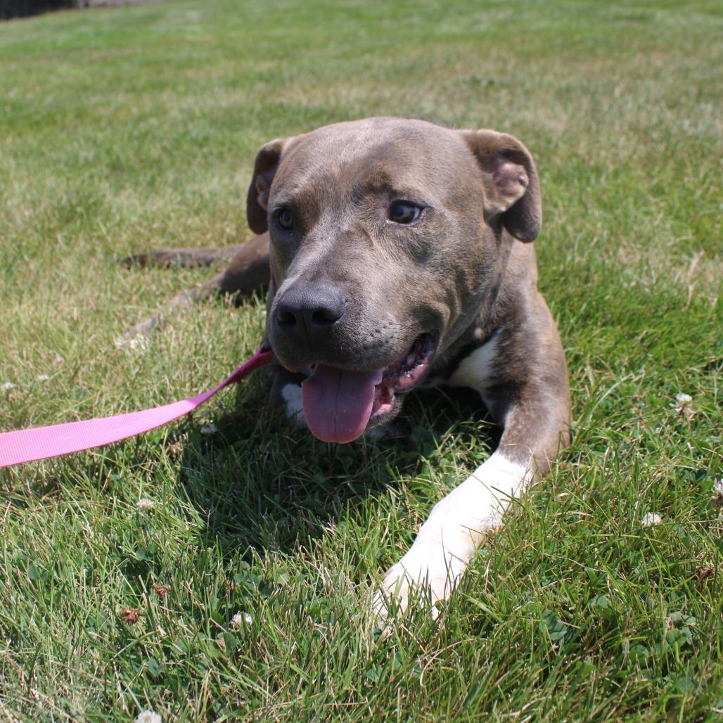 Rocky, Adoptable, Adult Male Pit Bull Terrier & Mixed Breed.