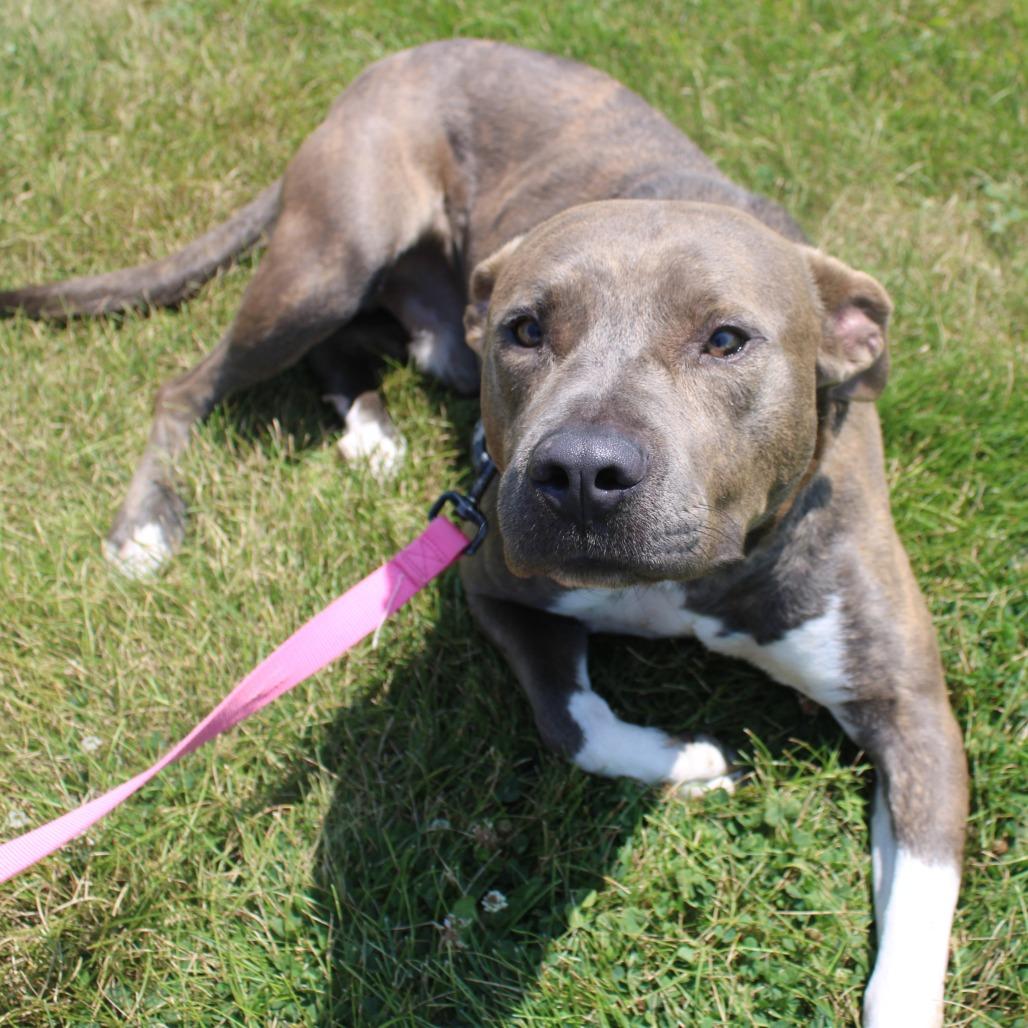 Enlarge Rocky, a Adoptable mixed breed in Champaign, IL image 2/6
