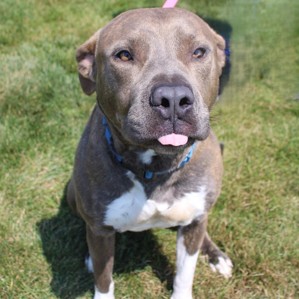 Enlarge Rocky, a Adoptable mixed breed in Champaign, IL image 3/6