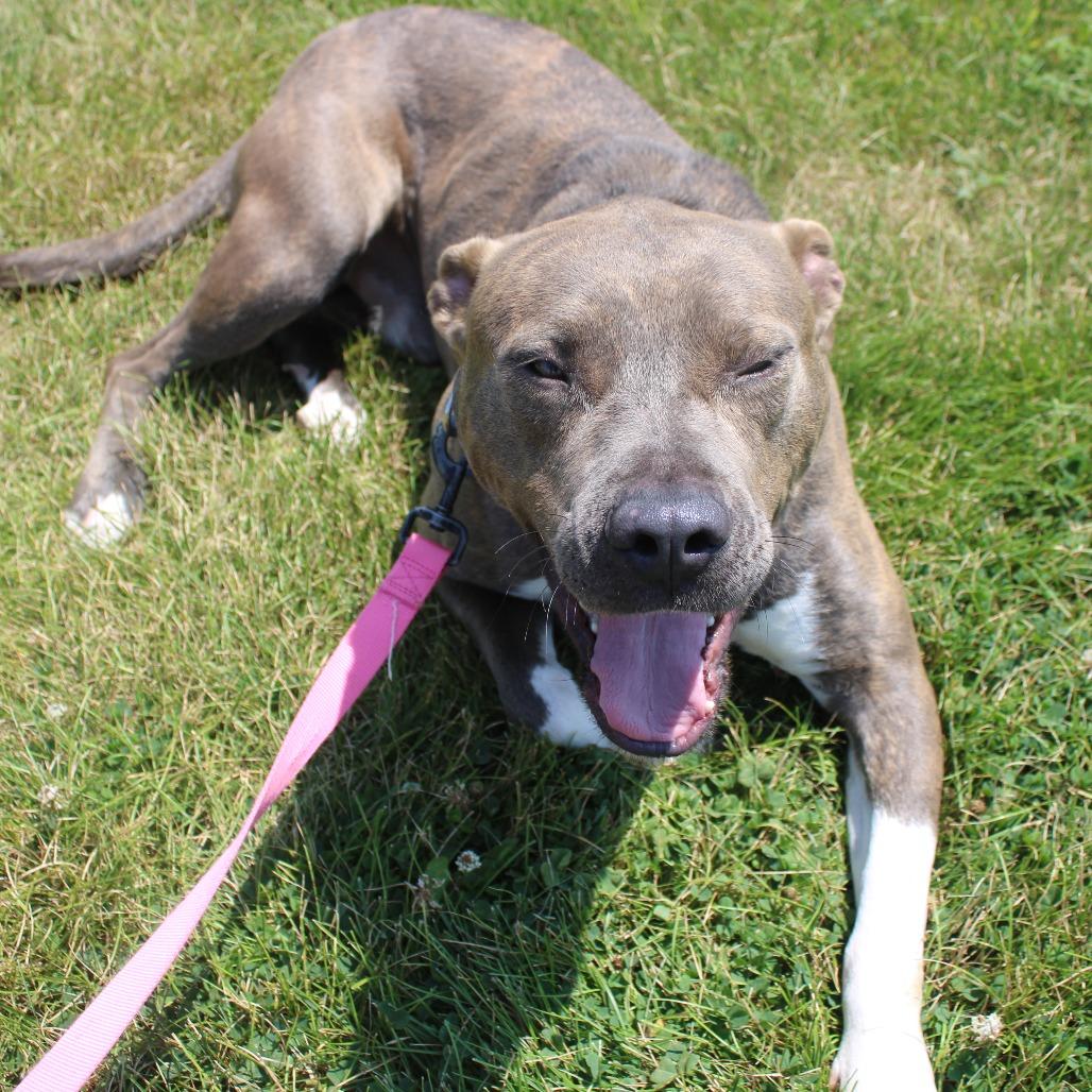 Enlarge Rocky, a Adoptable mixed breed in Champaign, IL image 4/6