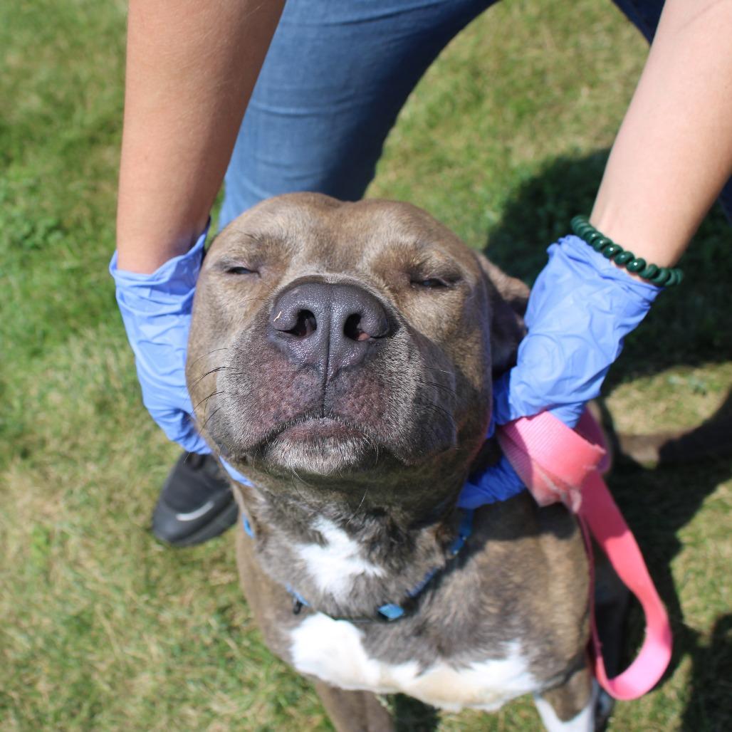 Enlarge Rocky, a Adoptable mixed breed in Champaign, IL image 5/6