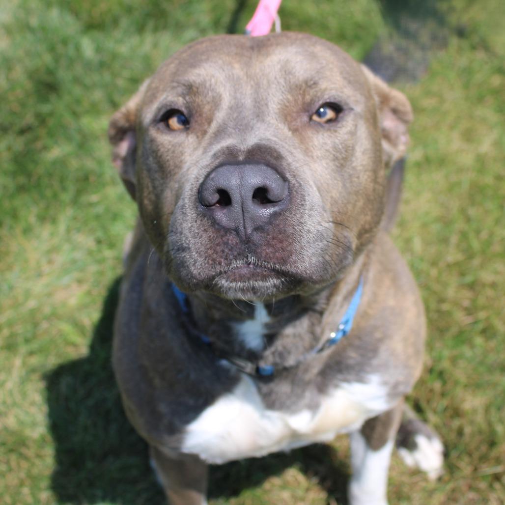 Enlarge Rocky, a Adoptable mixed breed in Champaign, IL image 6/6