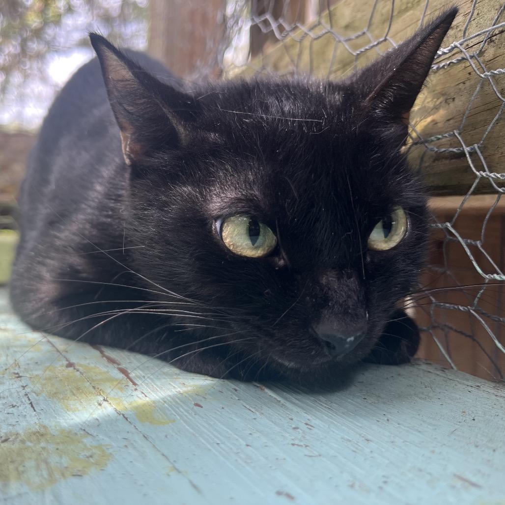Enlarge Blair, a Adoptable Domestic Short Hair in Melrose, FL image 1/1