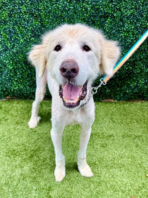 Enlarge RAPHAEL, a Adoptable Great Pyrenees in Naples, FL image 1/1