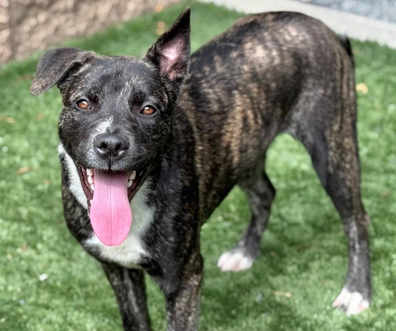 Seeking a foster or adoptive home