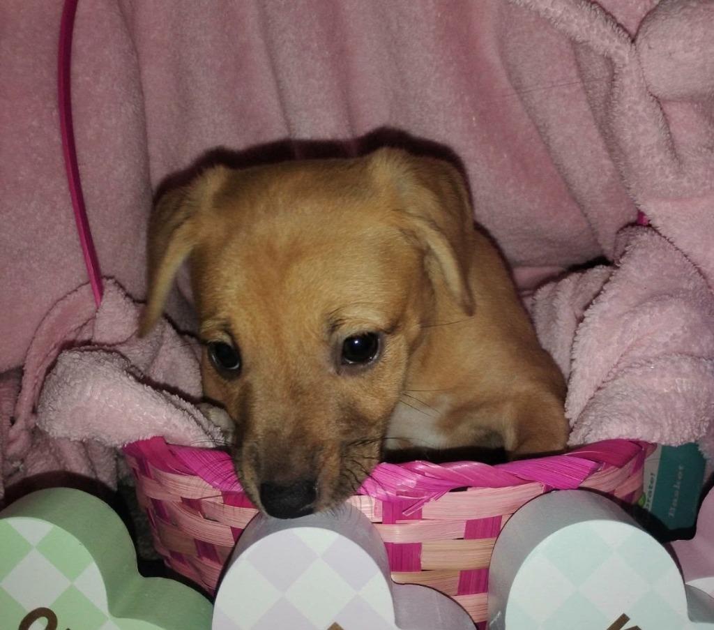 Prairie Rose, a Adopted Pit Bull Terrier in Huntington, IN image 3/3