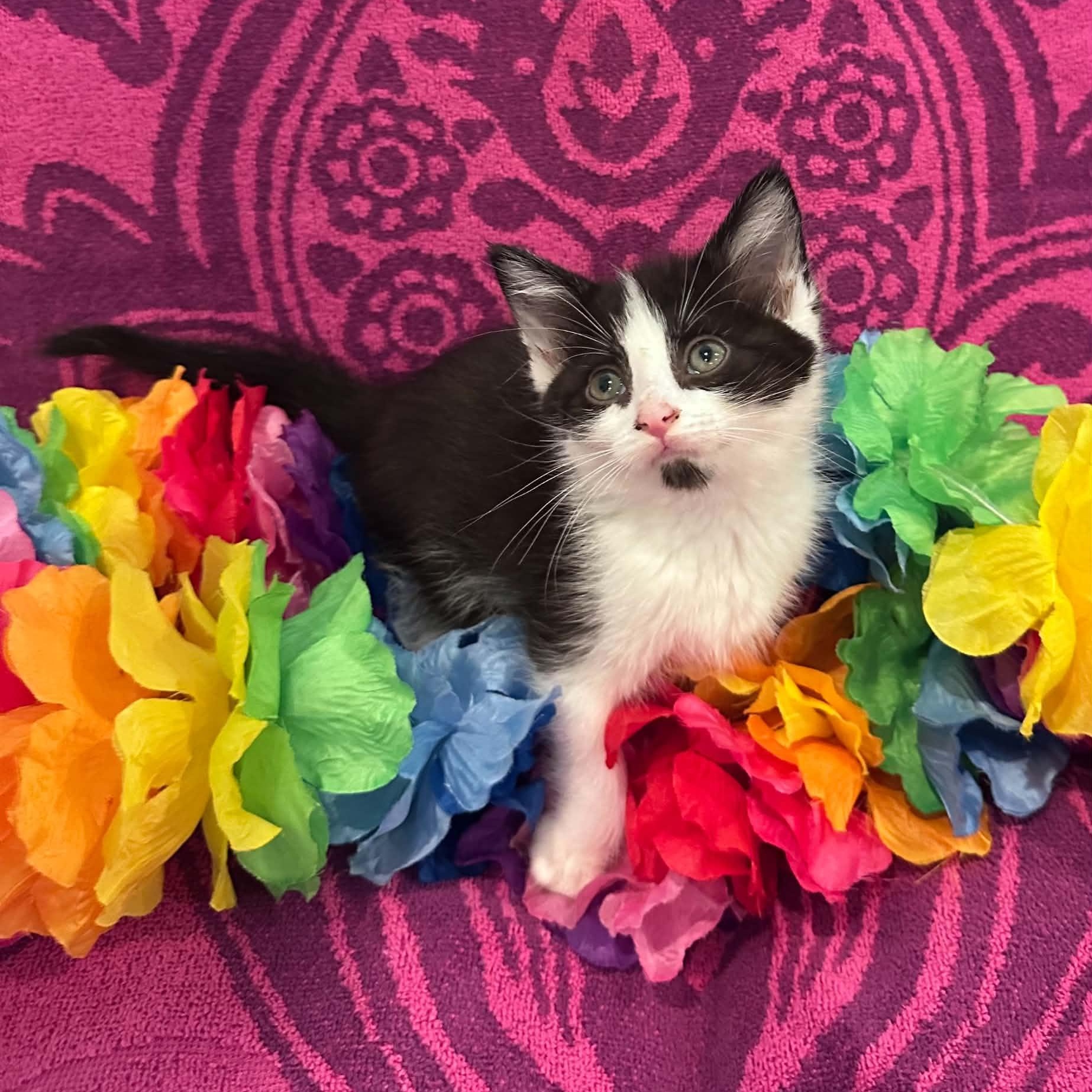 Flipper, Adoptable, Kitten Female Domestic Short Hair.