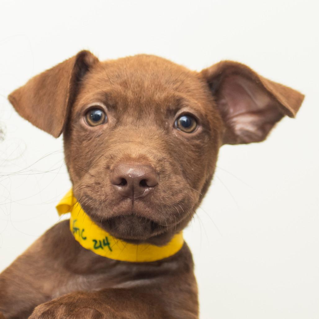 Eric, Adoptable, Puppy Male Mixed Breed.