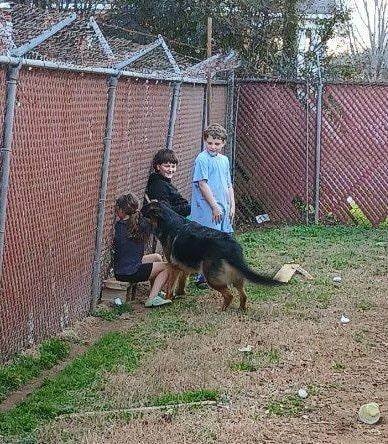 Bronco, Adoptable, Adult Male German Shepherd Dog.