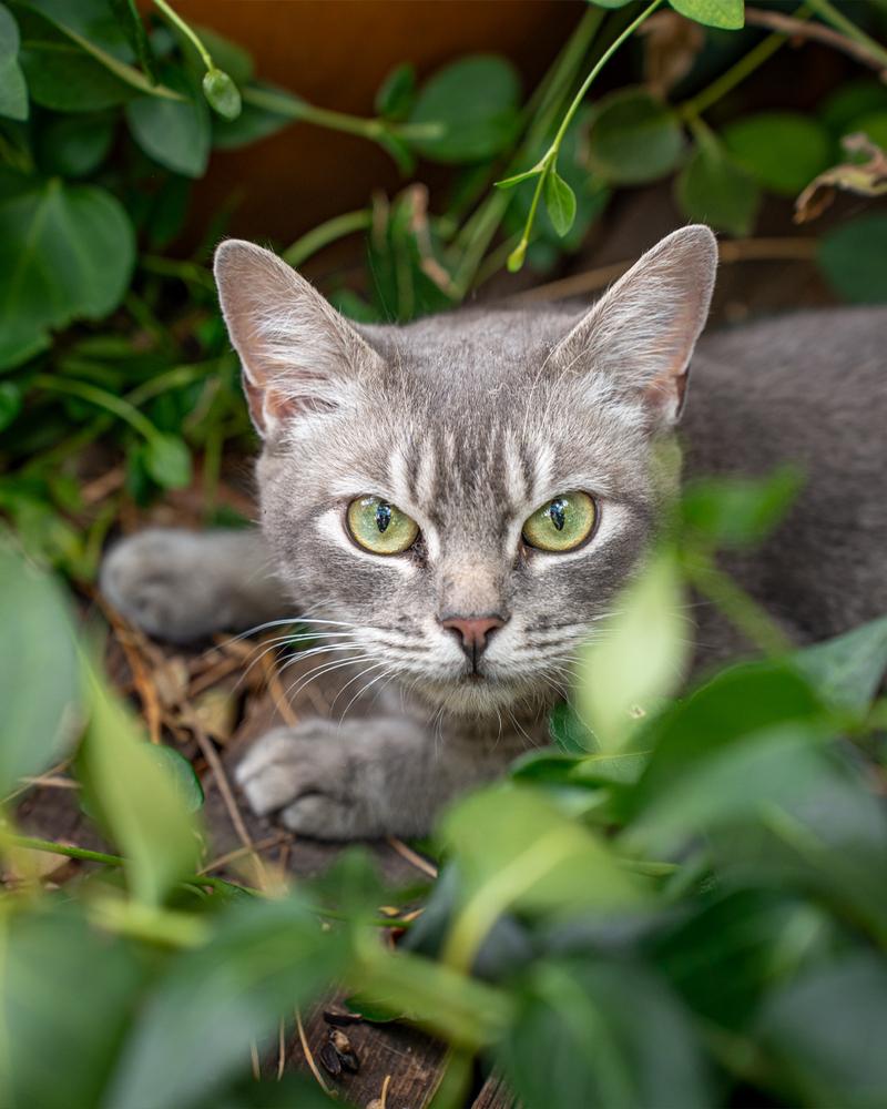 Enlarge Principal McGee, a Adoptable mixed breed in Albuquerque, NM image 1/5