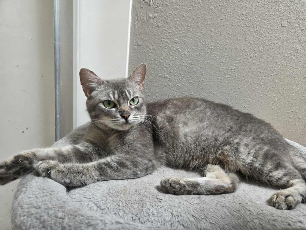 Enlarge Principal McGee, a Adoptable mixed breed in Albuquerque, NM image 2/5