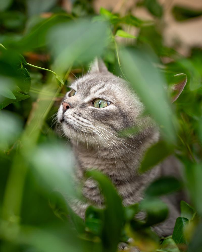 Enlarge Principal McGee, a Adoptable mixed breed in Albuquerque, NM image 3/5