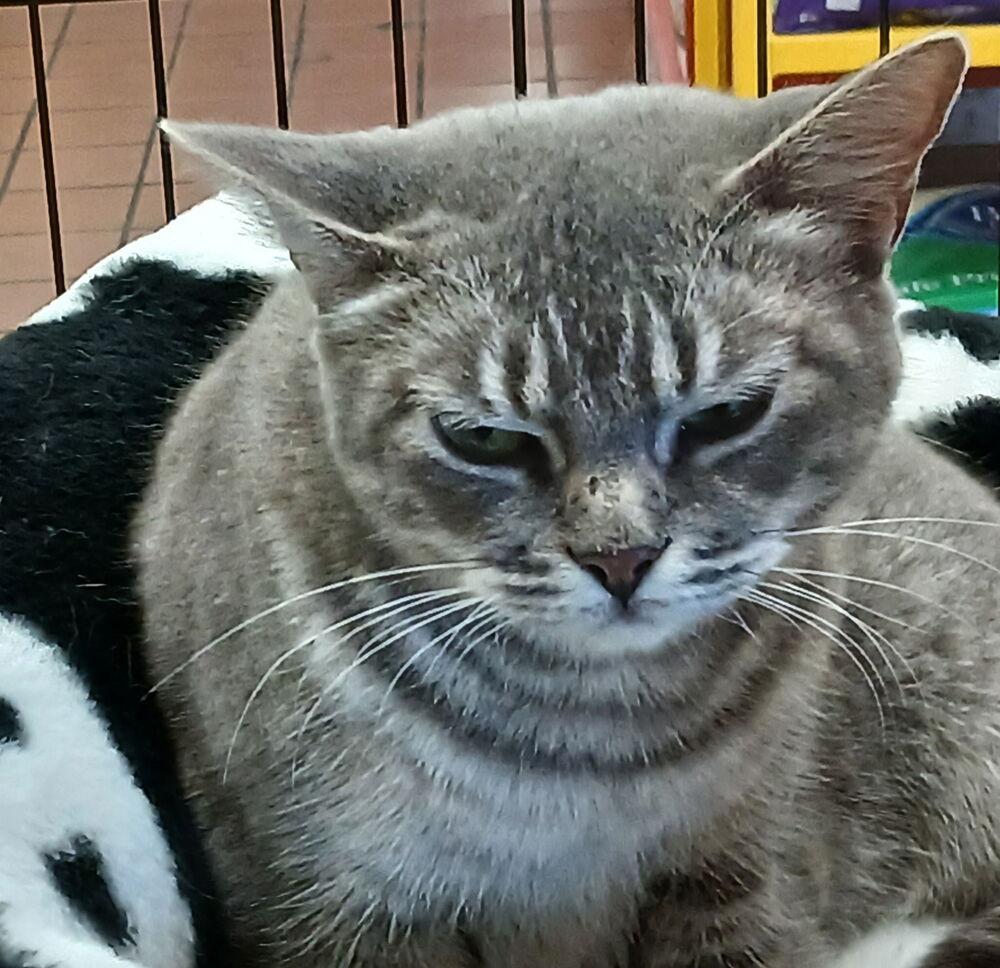 Enlarge Principal McGee, a Adoptable mixed breed in Albuquerque, NM image 4/5