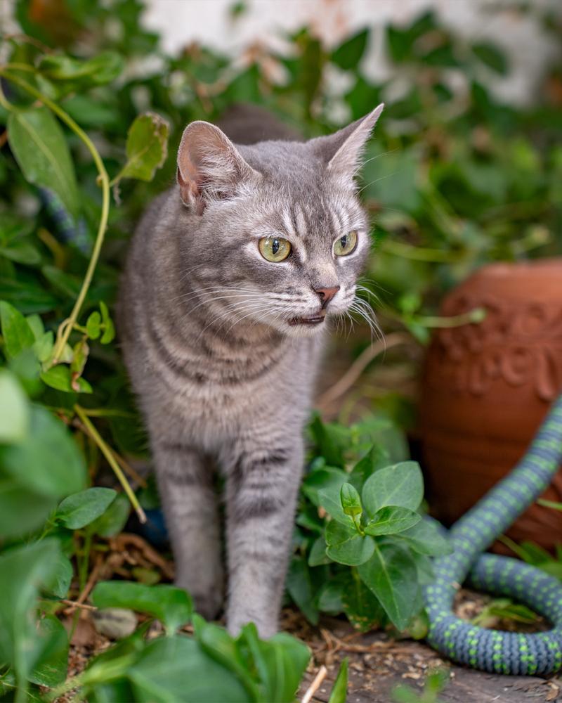 Enlarge Principal McGee, a Adoptable mixed breed in Albuquerque, NM image 5/5
