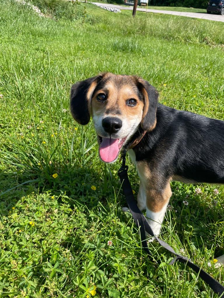 Enlarge Tilly, a ADOPTABLE mixed breed in Maysville, KY image 1/1