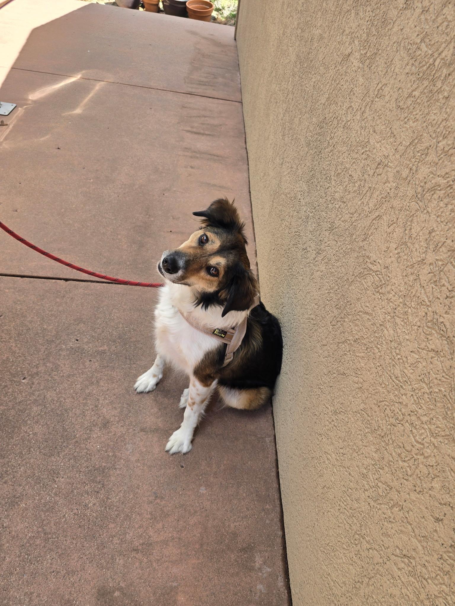 Enlarge Pip, a Adopted mixed breed in Estes Park, CO image 2/3