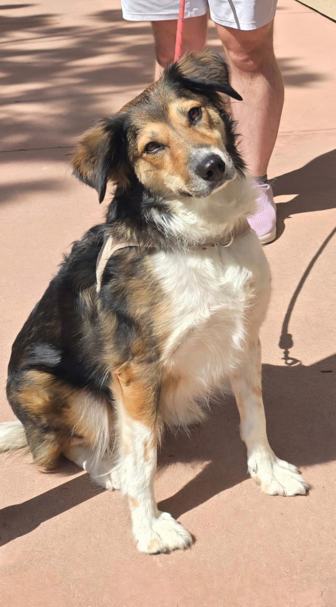 Enlarge Pip, a Adopted mixed breed in Estes Park, CO image 1/3