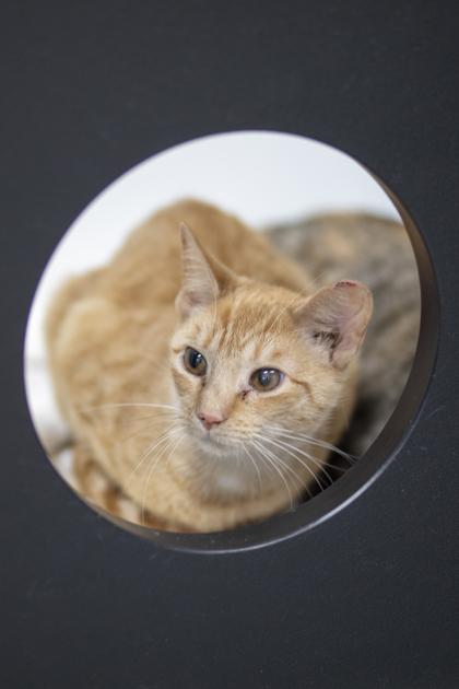 Enlarge Chicken Tortilla, a Adoptable Domestic Short Hair in Georgetown, DE image 1/3