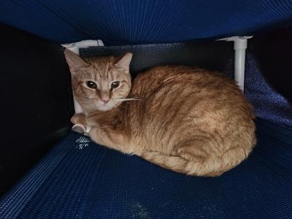 Enlarge Chicken Tortilla, a Adoptable Domestic Short Hair in Georgetown, DE image 3/3