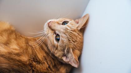 Enlarge Chicken Tortilla, a Adoptable Domestic Short Hair in Georgetown, DE image 3/3