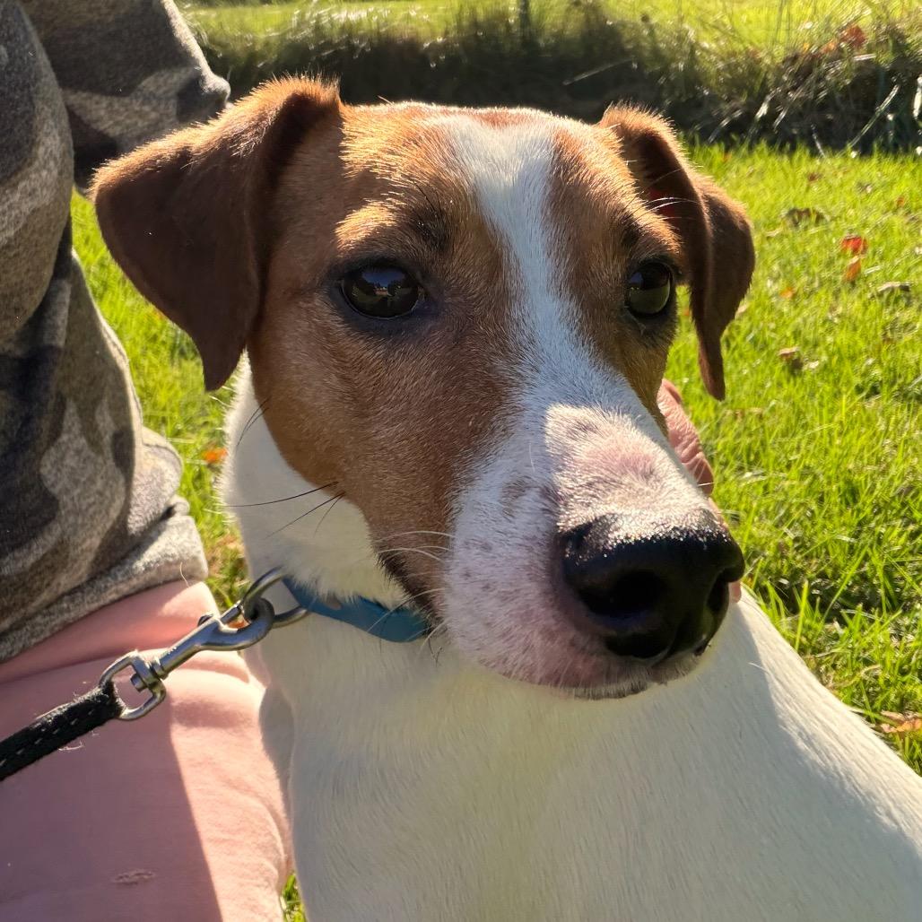 Enlarge Ziggy, a Adopted mixed breed in Griswold, CT image 1/6
