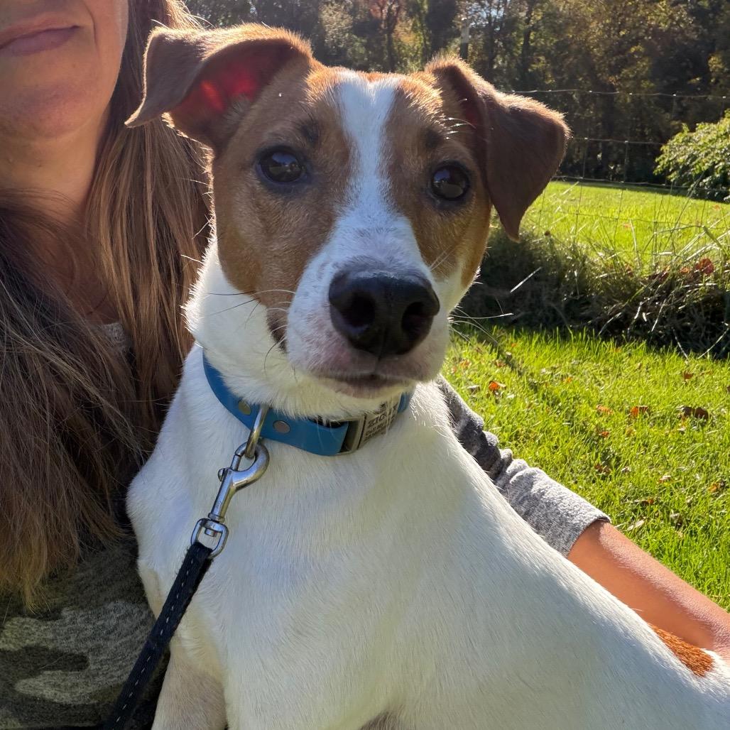 Enlarge Ziggy, a Adopted mixed breed in Griswold, CT image 2/6