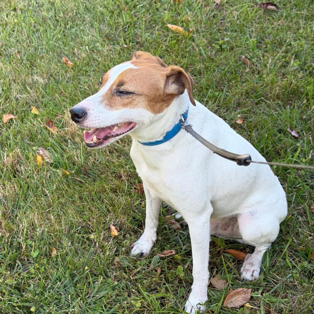Enlarge Ziggy, a Adopted mixed breed in Griswold, CT image 3/6