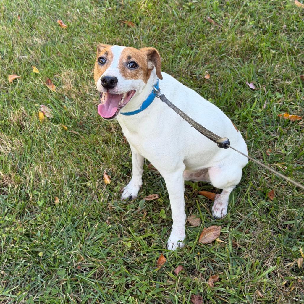 Enlarge Ziggy, a Adopted mixed breed in Griswold, CT image 4/6