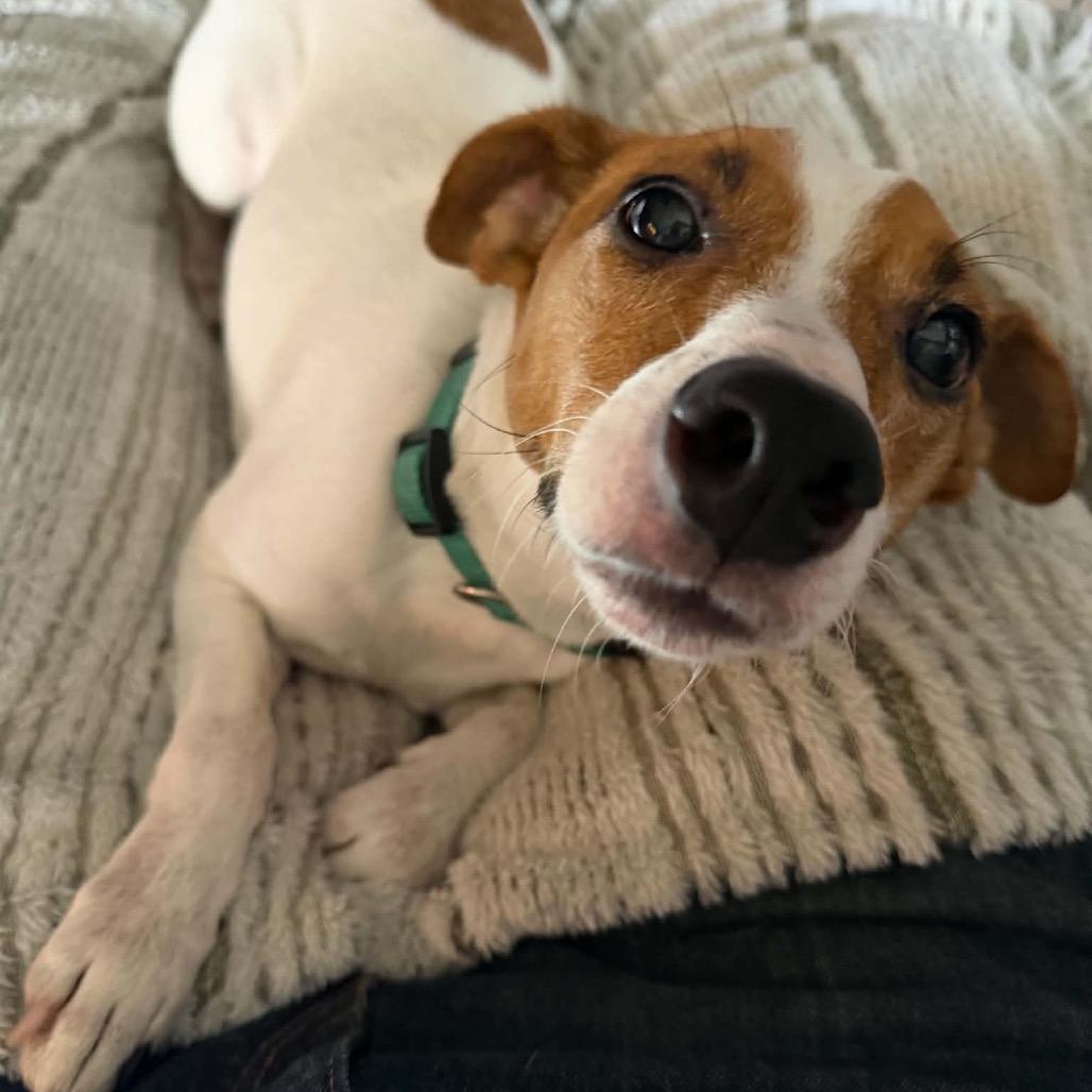 Enlarge Ziggy, a Adopted mixed breed in Griswold, CT image 5/6