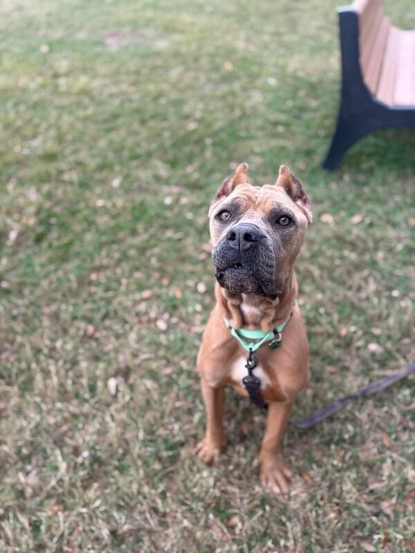 Brandy belle — thumbnail 4