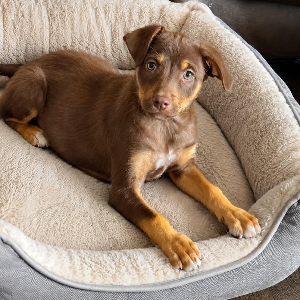 Ellie, Adopted, Puppy Female Australian Shepherd.