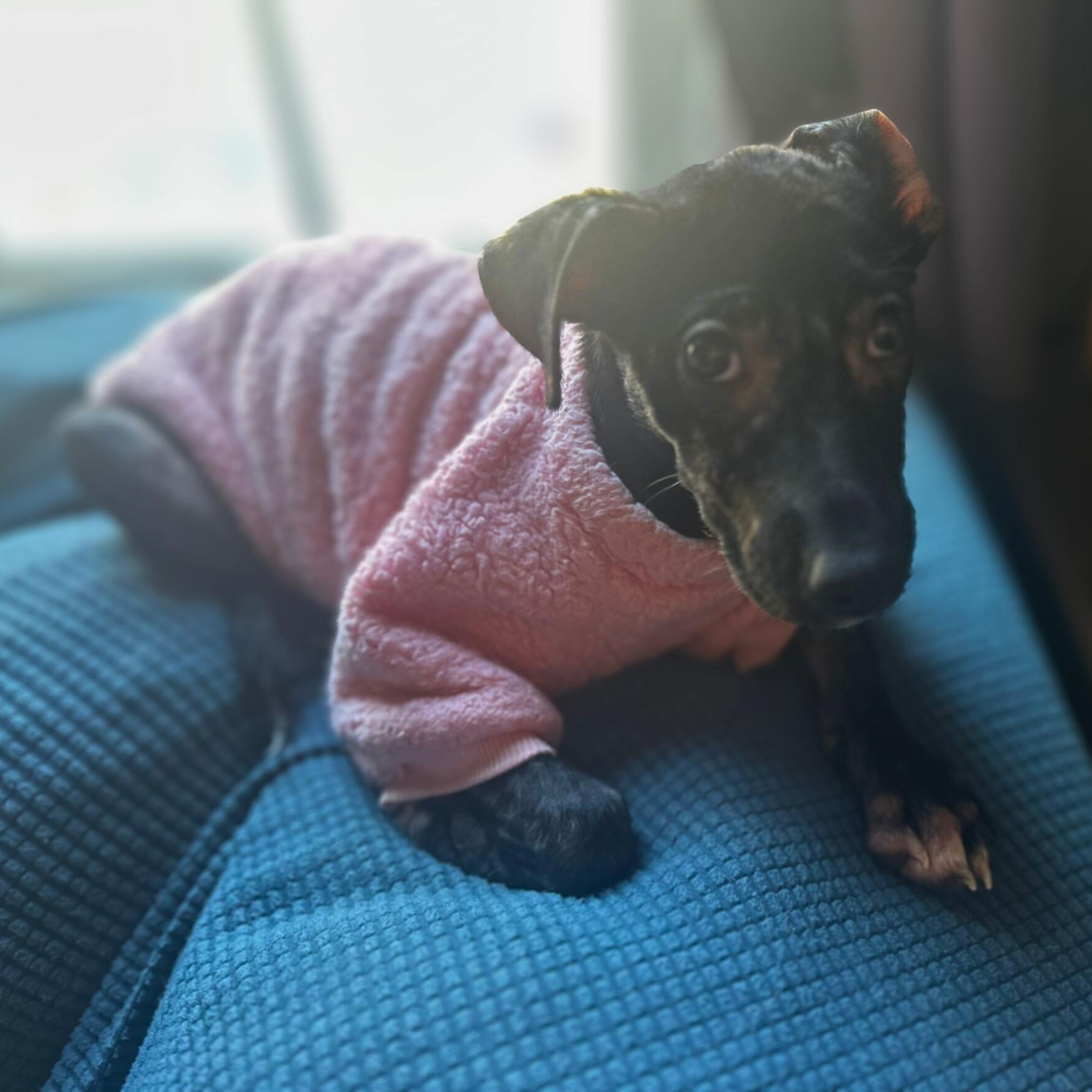 Enlarge Onyx, an adoptable mixed breed in Baltimore, MD image 3/4